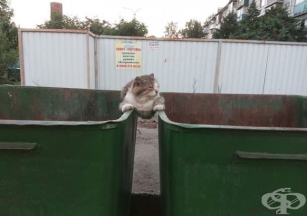 Дори Жан-Котак ван Дам се нуждае от любов и внимание.