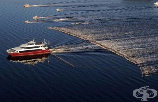 Водни скиори поставят нов световен рекорд, след като 145 човека са били теглени само от една лодка, Тасмания.