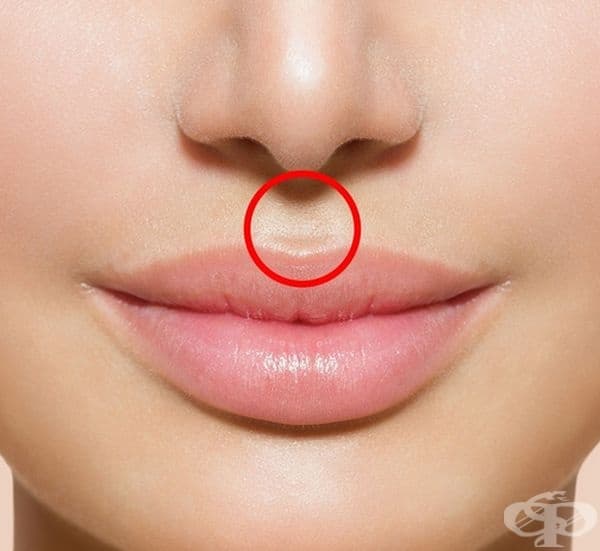 Вдлъбнатината над горната устна се нарича philtrum. При хората не помага, но при бозайници помага да пренасят влагата от устата до носа им, за да запазят носа си влажен.