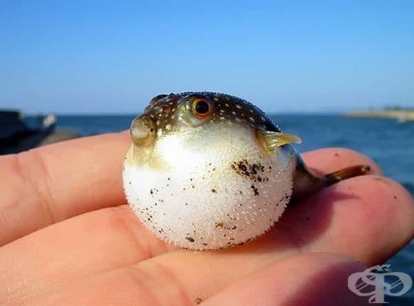 Малка риба балон.