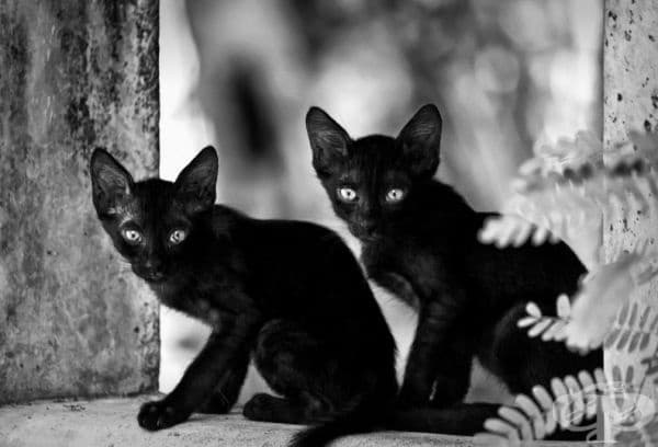 23 котки, които са тъмни като нощта