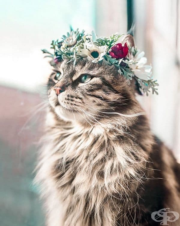 Котки и кучета с величествени корони от пъстри цветя