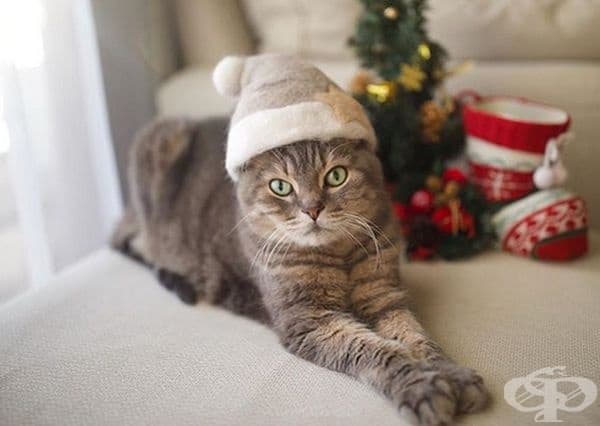 20 снимки на котки с шапки