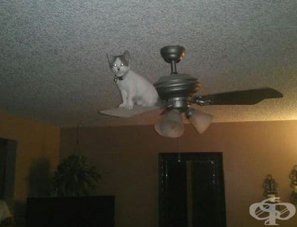 Ето къде е котката!