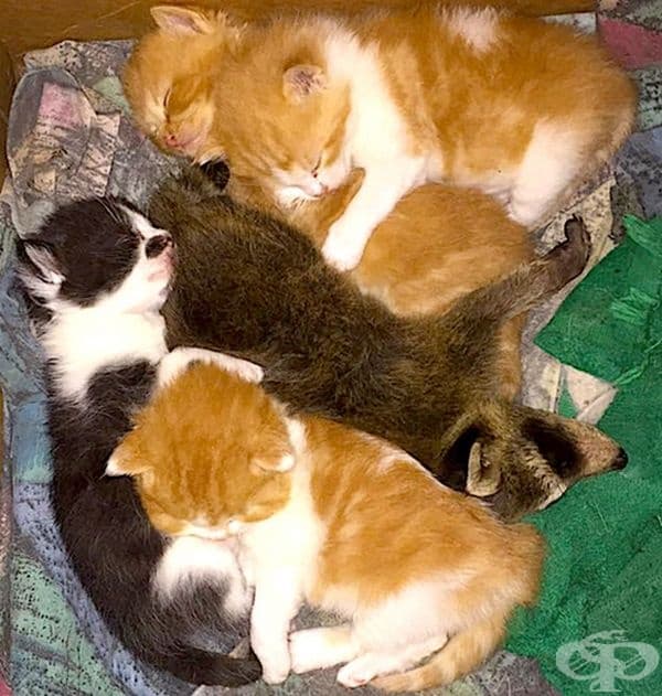 Котки и още нещо.