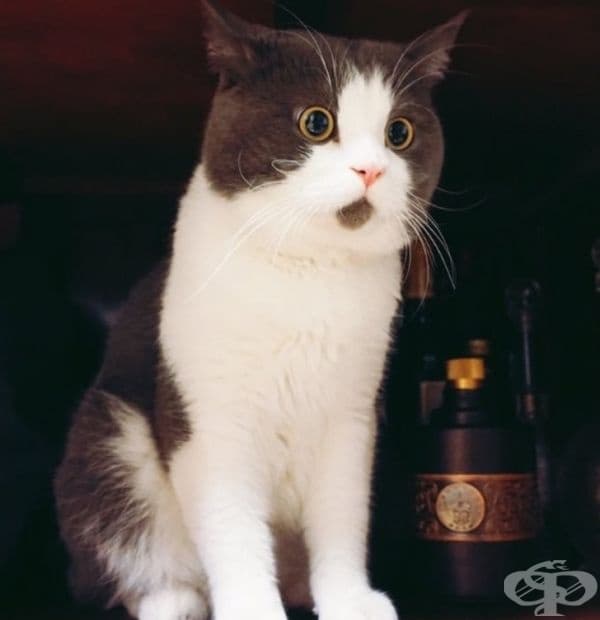 Бъни - котката, която "казва" ОМГ