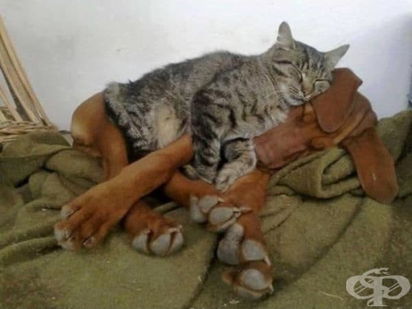 "Този килим е хубав.", мисли си котката.