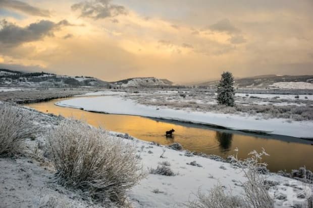 Лос преминава река Бъфало близо до Grand Teton.