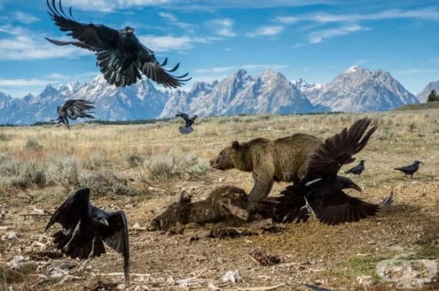 Мечка Гризли брани плячката си от гарвани в Националния парк Grand Teton.