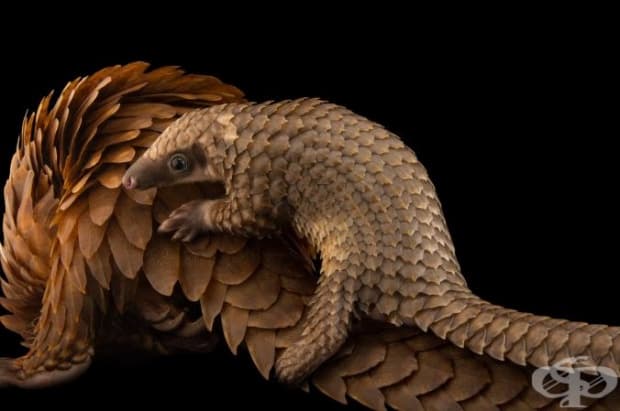 Африкански броненосец се вози на гърба на майка си в убежището Pangolin във Флорида. Тези бозайници се убиват заради месото и бронята им, която има медицинска им стойност.