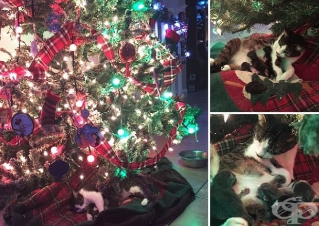 Котката ми току що роди под нашето коледно дръвче.