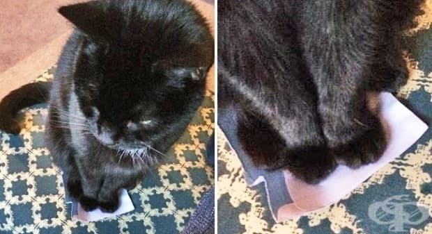 На котката ми й отне цели 5 минути, за да се настани така, че и четирите й крачета да са върху този плик. Защо.