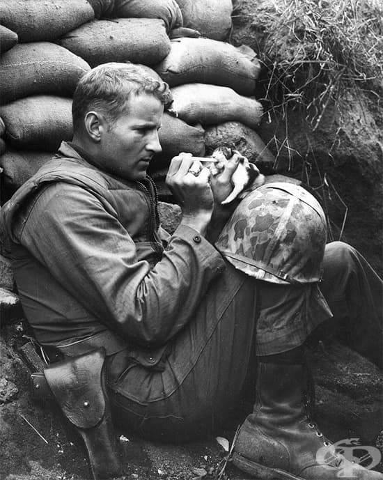 Американски войник храни коте по време на Корейската война, 1952 г.