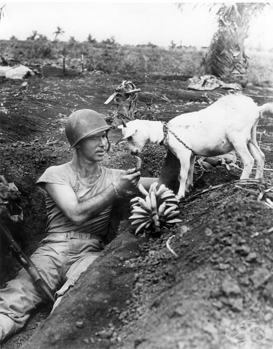 Войник храни козле през Втората световна война, 1944 г.
