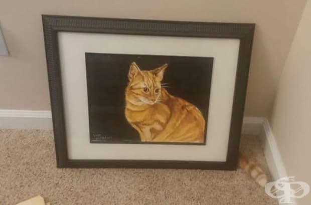 Срамежливо коте