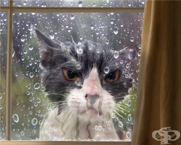20 котки, които съжаляват за избора си