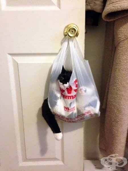 20 котки, които съжаляват за избора си
