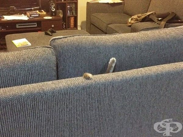 20 котки, които съжаляват за избора си