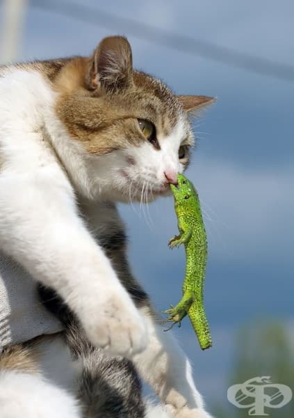 20 котки, които съжаляват за избора си