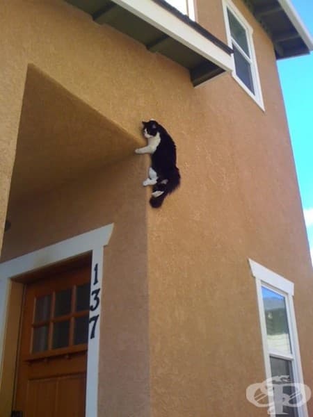 20 котки, които съжаляват за избора си