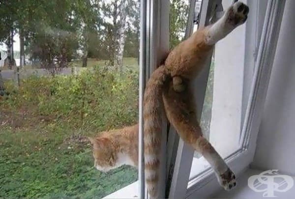20 котки, които съжаляват за избора си