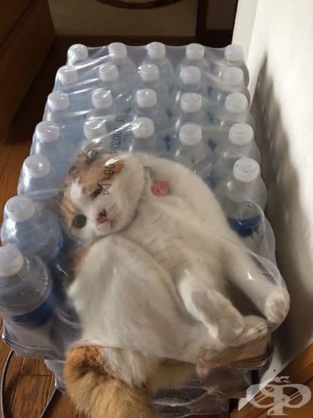 20 котки, които съжаляват за избора си