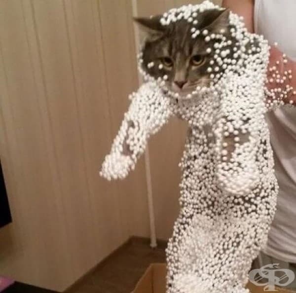 20 котки, които съжаляват за избора си