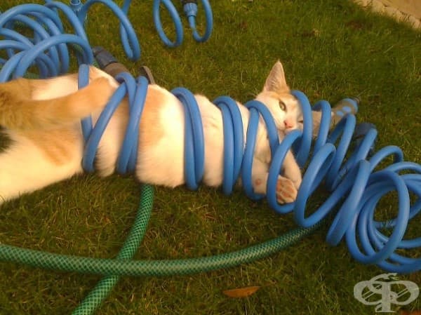 20 котки, които съжаляват за избора си