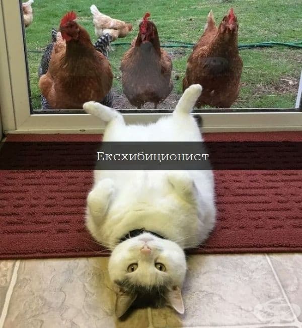 20 очарователни котки, които са родени, за да бъдат известни