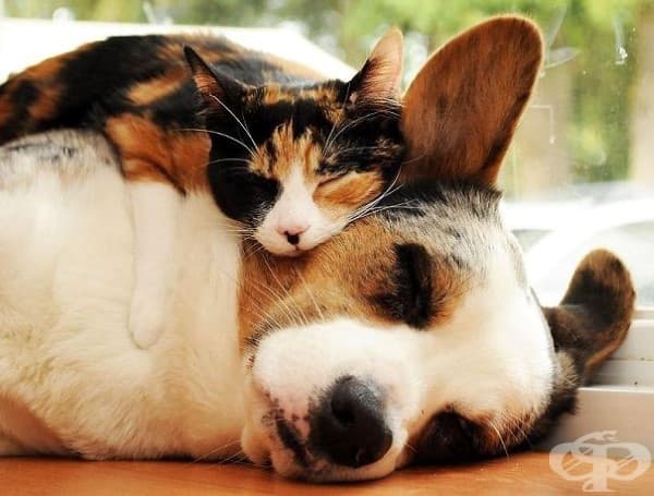 Куче и котка