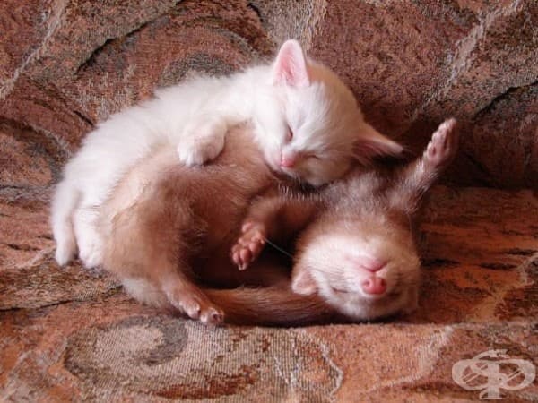 Коте и порче