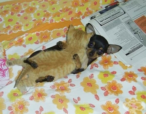 Кученце и котенце