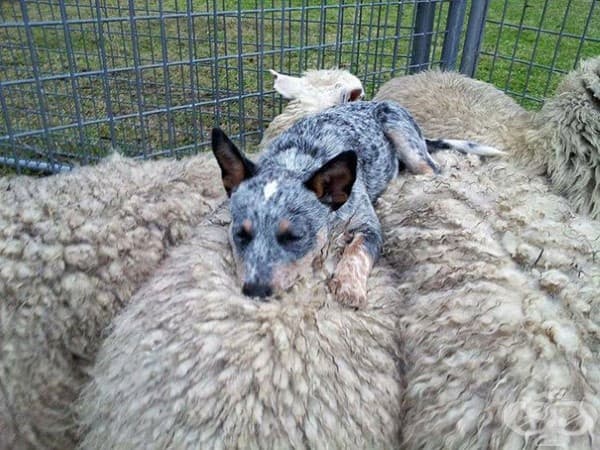Куче и овце