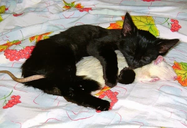 Котка и плъх