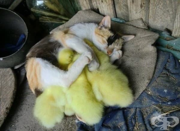 Котка и патета