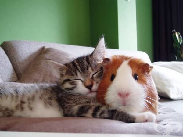Котка и морско свинче