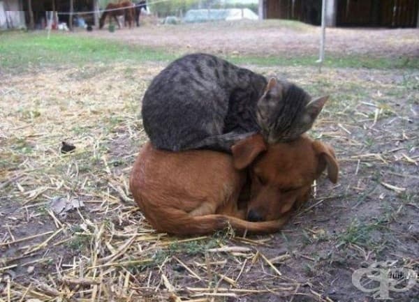 Куче и коте