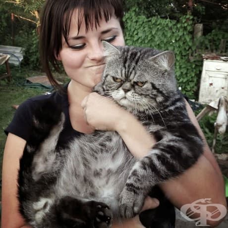 25 пъти, в които котки не желаят да участват в глупавите селфита на човеците си
