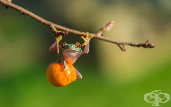 Още една жаба (фотограф: Kutub Uddin).