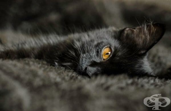 23 котки, които са тъмни като нощта