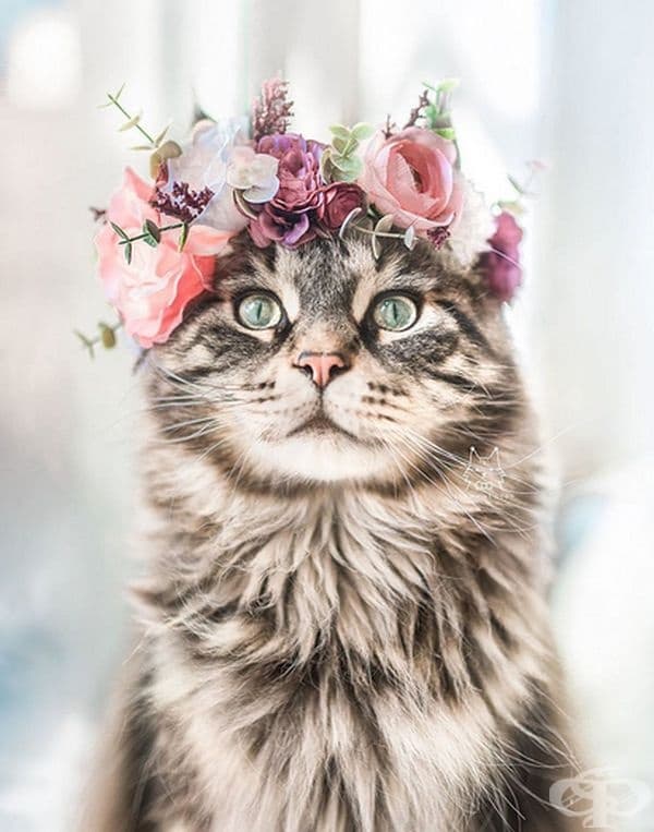 Котки и кучета с величествени корони от пъстри цветя