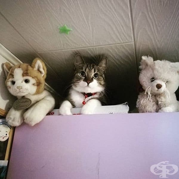 Кое е истинското?
