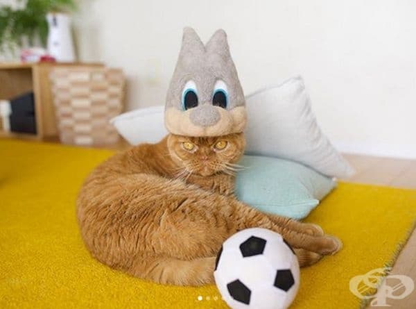 20 снимки на котки с шапки