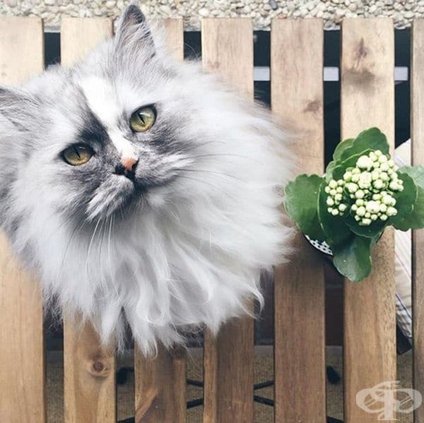 Персийското коте Алекс.