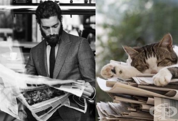 20 забавни колажа, които показват, че между котките и красивите мъже има нещо общо