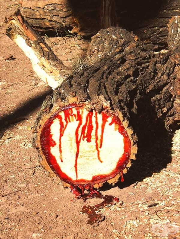 Дървото, от което тече кръв (Pterocarpus angolensis). Дърво в Южна Африка, чийто сок е червен като кръв.