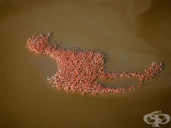 Стотици фламинги образуват форма на голямо фламинго, полуостров Юкатан.