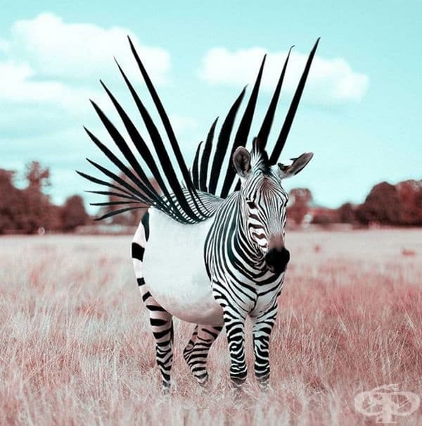 Френски дигитален художник използва умело Photoshop и създава фантастични животни