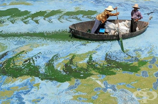 Водораслите в езерото наподобяват картина на импресионисти.