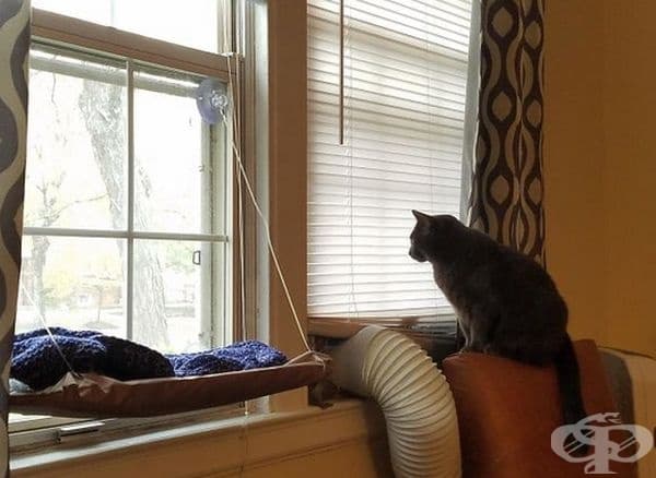 30 котки в неочаквано смешни ситуации